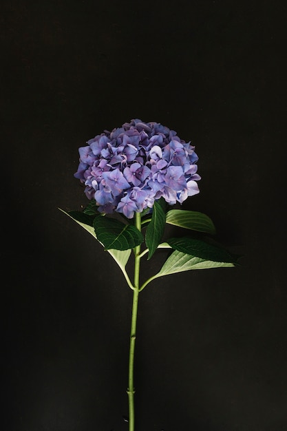 Purple hydrangea flower on black background