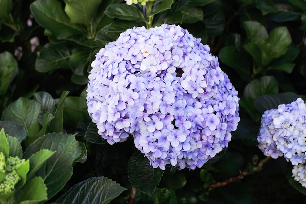 Photo purple hydrangea flower or hydrangea macrophylla in the garden