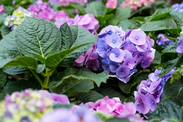 Fiore viola dell'ortensia