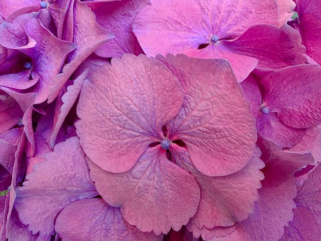 Фиолетовые цветы гортензии крупным планом на заднем плане