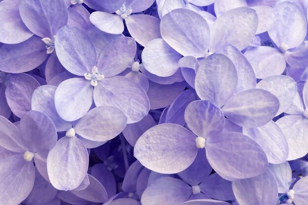 Purple hydrangea macrophylla flower background close up