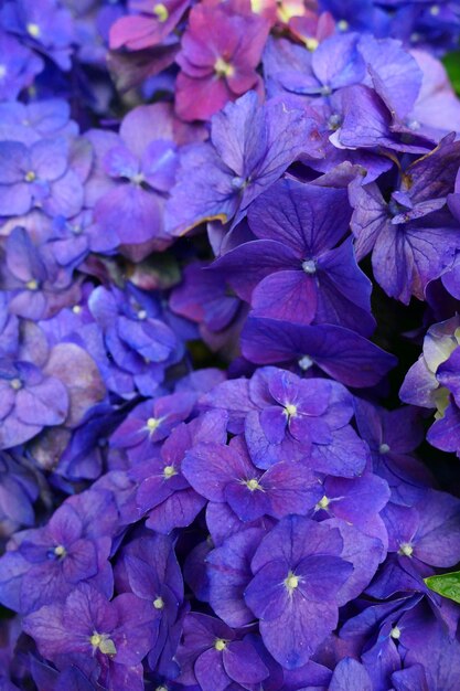 Purple hydrangea