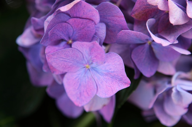 Photo purple hydrangea