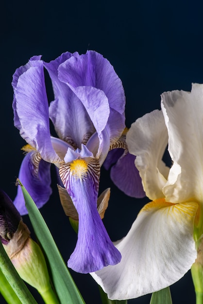 Purple iris on black background