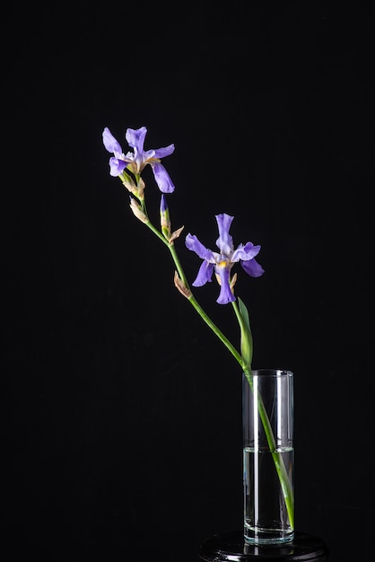 Purple iris on black background