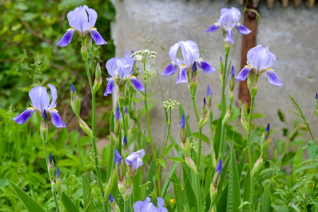 Foto l'iris viola fiorisce nel giardino