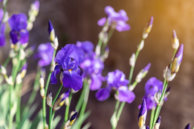 Purple iris bud in the garden under the rays of the spring sun