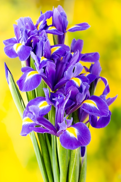 Purple iris flower on the yellow surface.