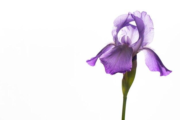 Foto fiore di iris viola