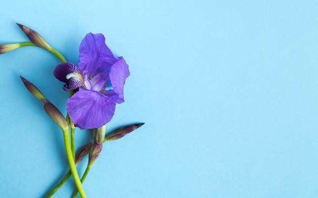 Purple iris flowers on blue background Space copy Horizontal photo