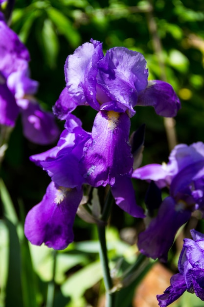 Purple iris flowers on flowerbed