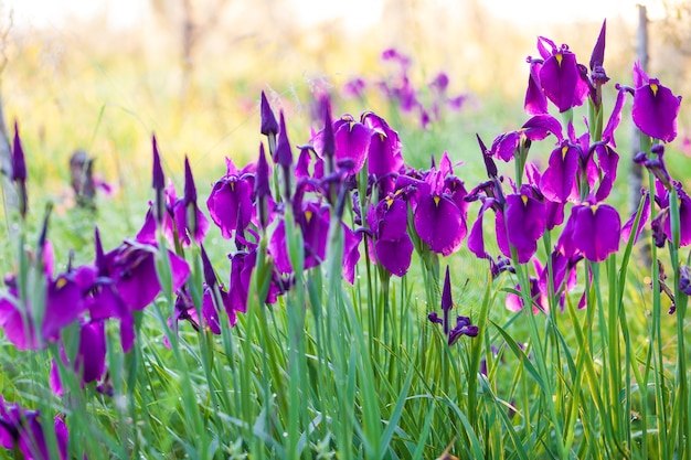 Purple iris flowers in the morning light