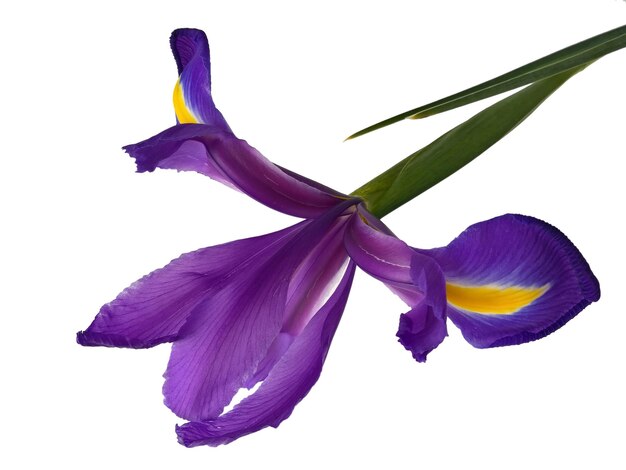 Purple iris on white background