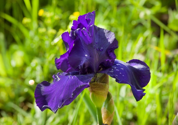 Foto iris viola con fuoco selettivo su uno sfondo sfocato primo piano varietale