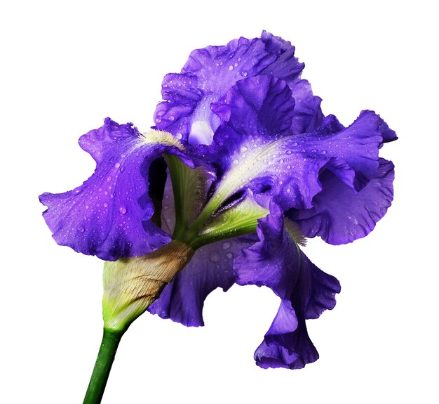 A purple iris with a white background and a white background.