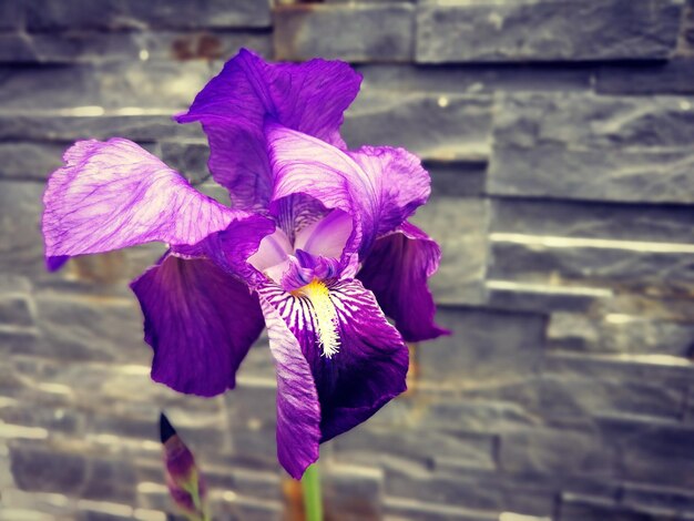 Photo purple iris