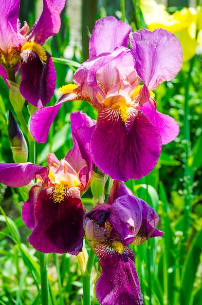 Purple irises blooming in the garden