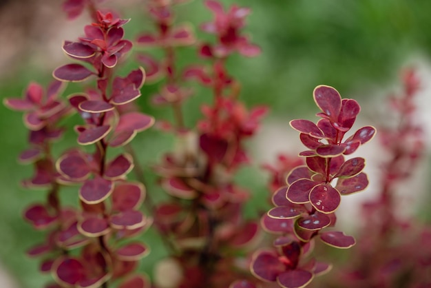 Purple japanese barberry