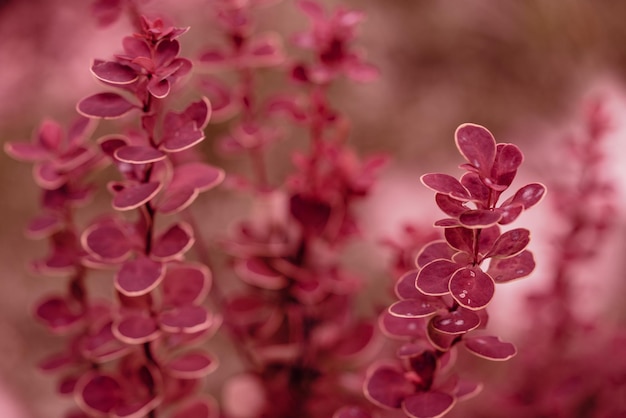 Purple Japanese barberry