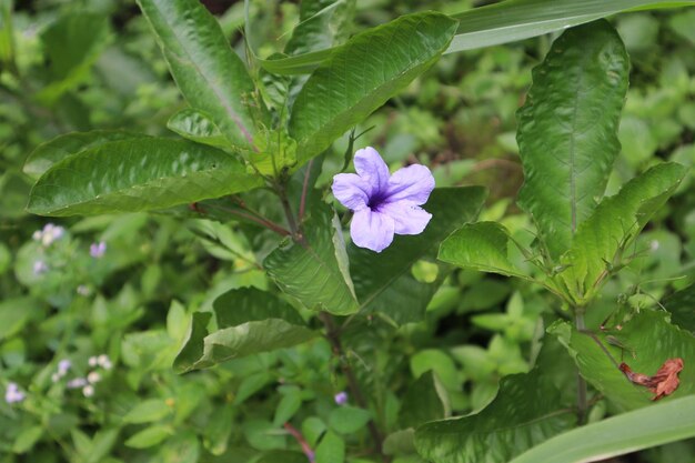 Photo the purple kencana plant ruellia simplex is a type of wild plant