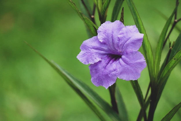 PURPLE KENCANA Ruellia Mexicaanse of Simplex Pletekan Paarse gouden bloem is een andere naam voor de ruellia bloem