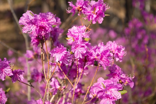 Purple labrador tea flowers on blur background pink wild\
rosmary defocused photo