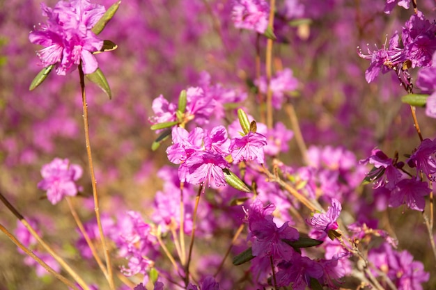 ぼやけた背景の紫色のラブラドール茶の花ピンクの野生のロズマリー焦点ぼけ写真