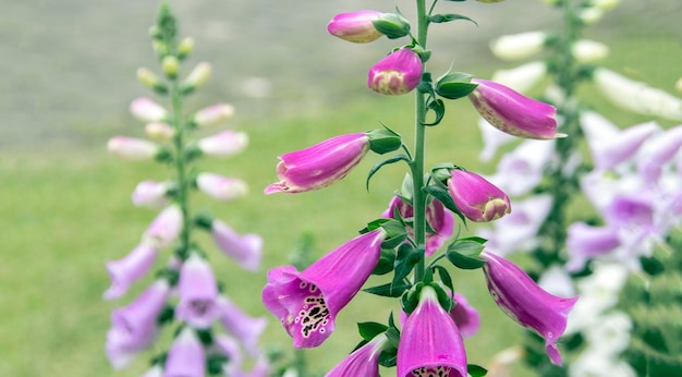 Fiore viola di eleganza del fiore del guanto della signora sul giardino