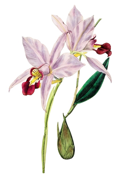 보라색 라엘리아 꽃 png 빈티지 식물 일러스트레이션