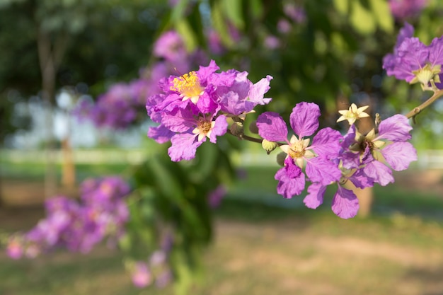 보라색 Lagerstroemia speciosa, 타이어 야외 자연에서 여왕의 꽃 나무