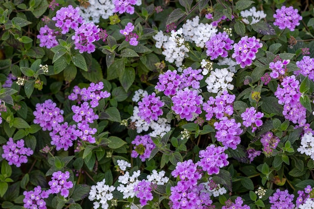 Purple Lantana Camara flower