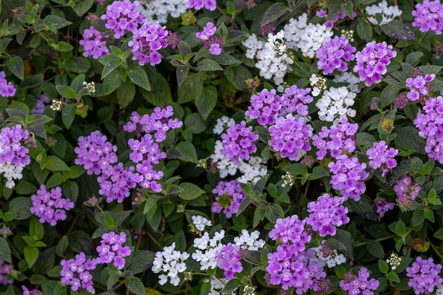 Purple Lantana Camara flower