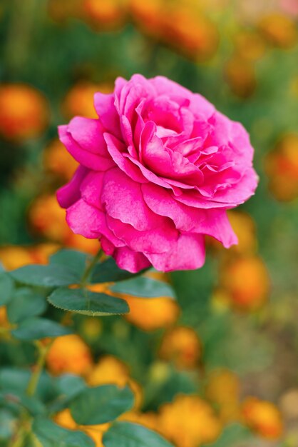 Purple large-flowered tea rose blooms in the garden in summer