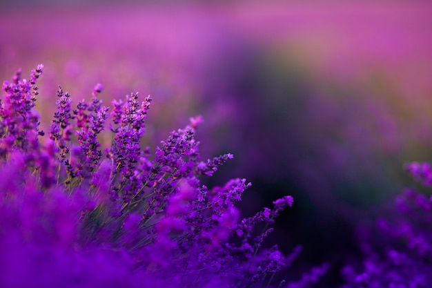 Фото Фиолетовое поле лаванды крупным планом во время созревания