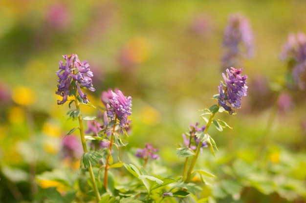 フィールドの紫色のラベンダー。庭の紫色の花