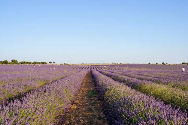 Campi di lavanda viola