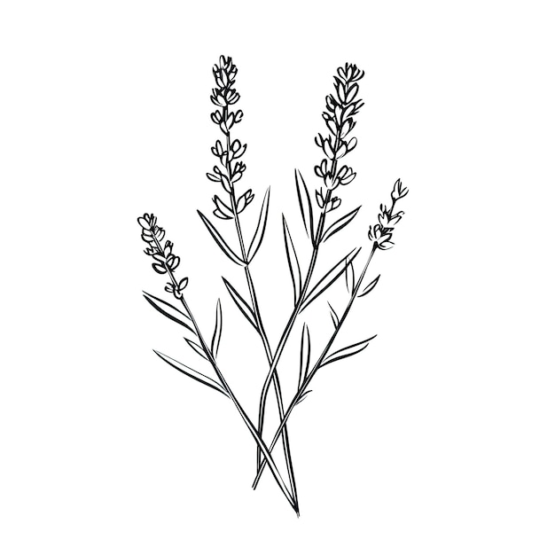 Purple Lavender flower ai generated