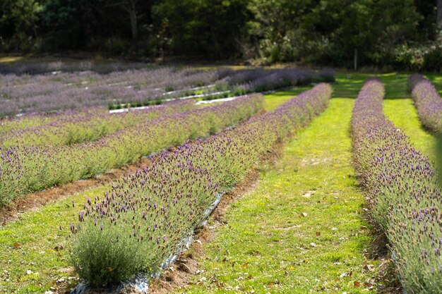 写真 紫色のラベンダの花はオーストラリアのタスマニア州にある花畑に並んでいます