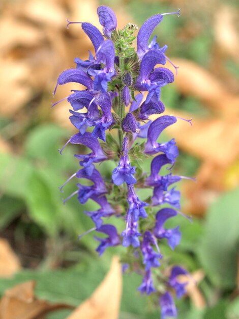 紫のラベンダーの花