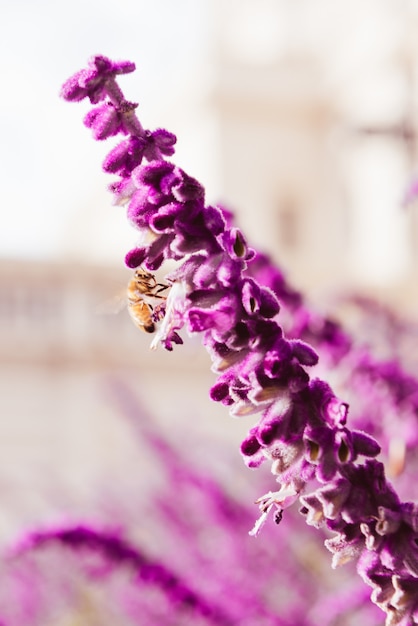 写真 紫のラベンダーの花と蜂