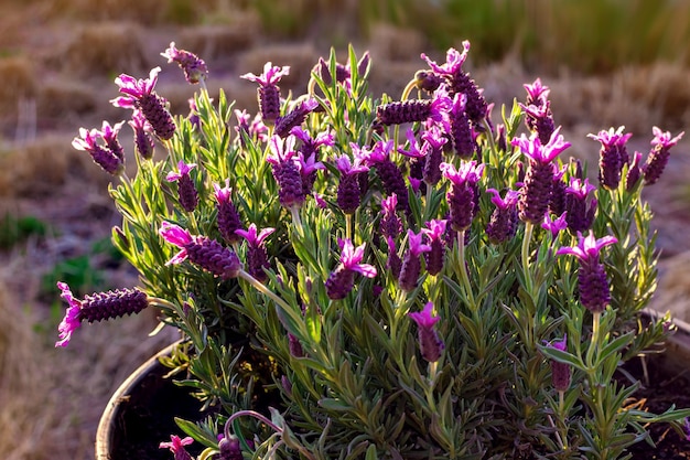 Foto fiori di lavanda viola al sole della sera