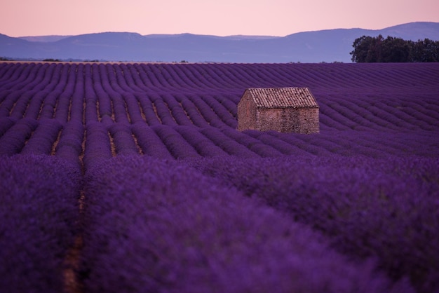 фиолетовое поле цветов лаванды с одиноким старым заброшенным каменным домом валансоль прованс франция