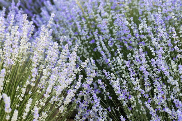 フィールドの紫色のラベンダーの花