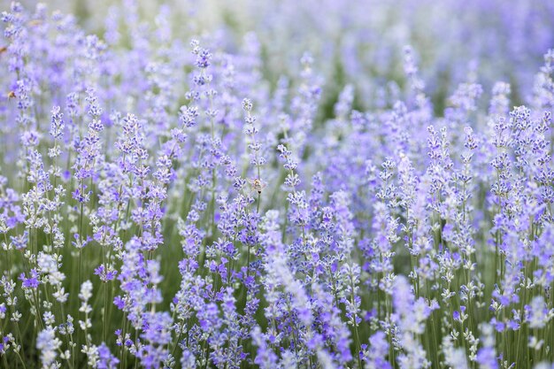 フィールドの紫色のラベンダーの花