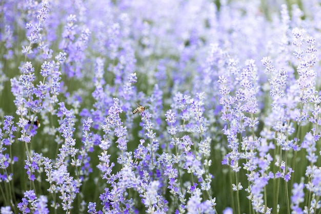 фиолетовые цветы лаванды в поле
