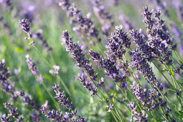 Purple lavender flowers growing on field closeup background