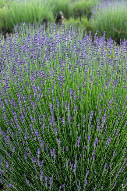 夏の日の背景に紫色のラベンダーの花