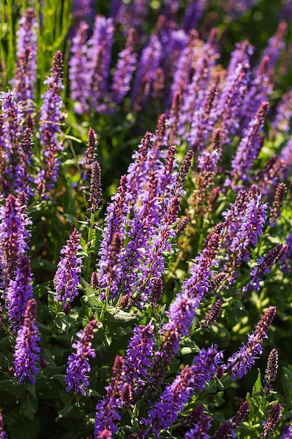 晴れた日の背景に紫色のラベンダーの花