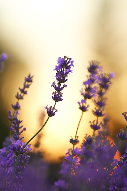 紫のラベンダーの花の夕日