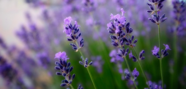 Purple lavender flowers Wonderful abstract natural background